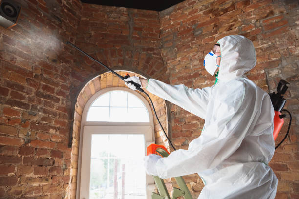 Why You Should Choose Our Mold Remediation Services in La Puente, CA